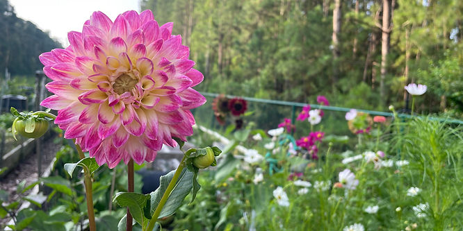 Flower garden