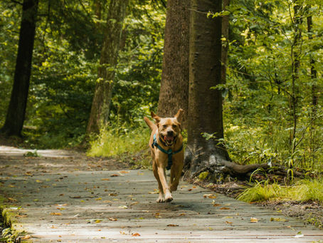 Summer Adventures in the Northeast: A Guide for Families and Pets