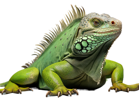 The Iguana Invasion in South Florida: Understanding the Problem and Effective Solutions