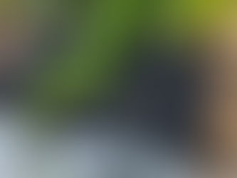 🦎 Why Iguanas Are Falling from Trees in South Florida (And What It Means for Your Property)