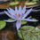 Thumbnail: Our favourite waterlily