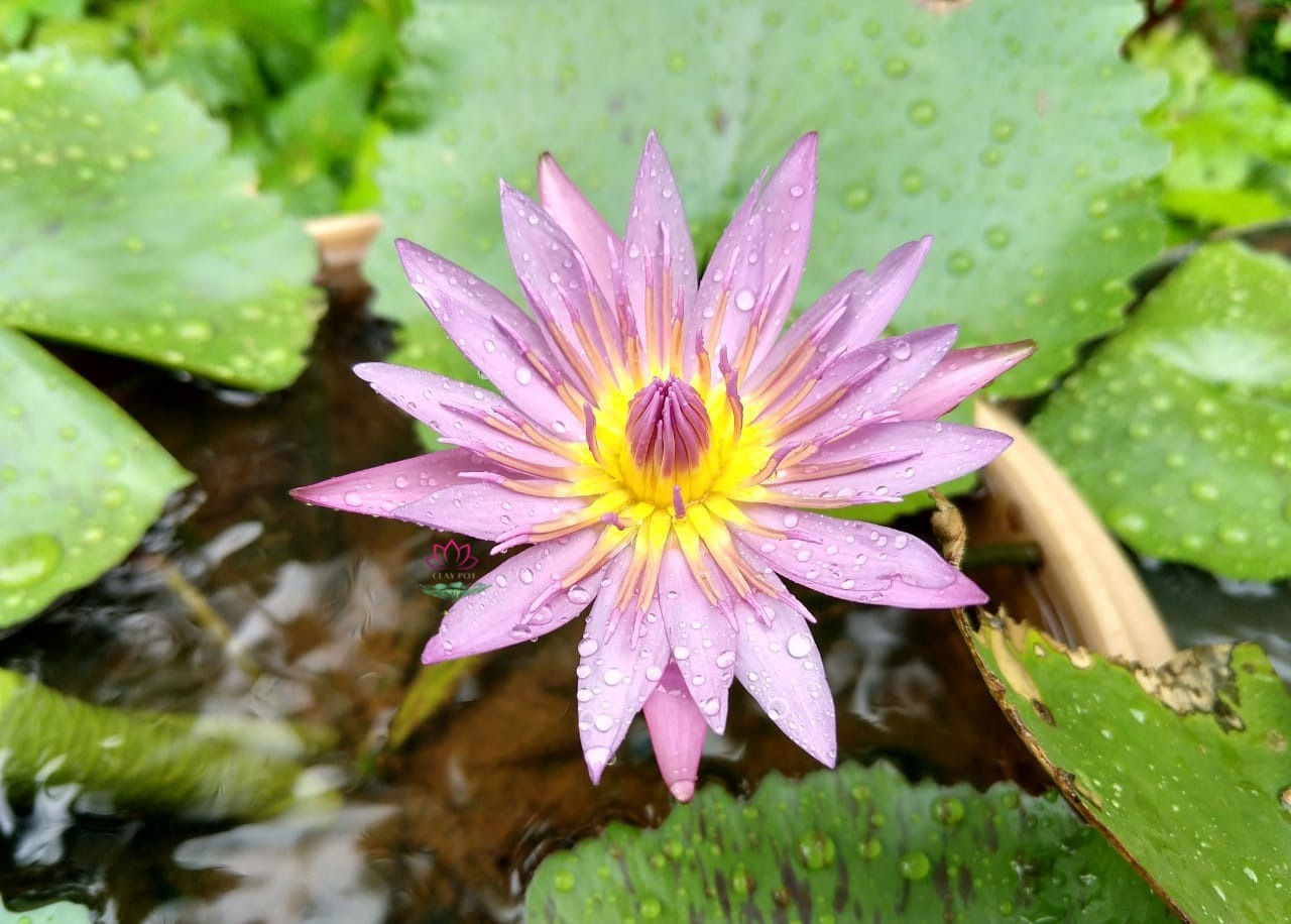 Pink seedling waterlily