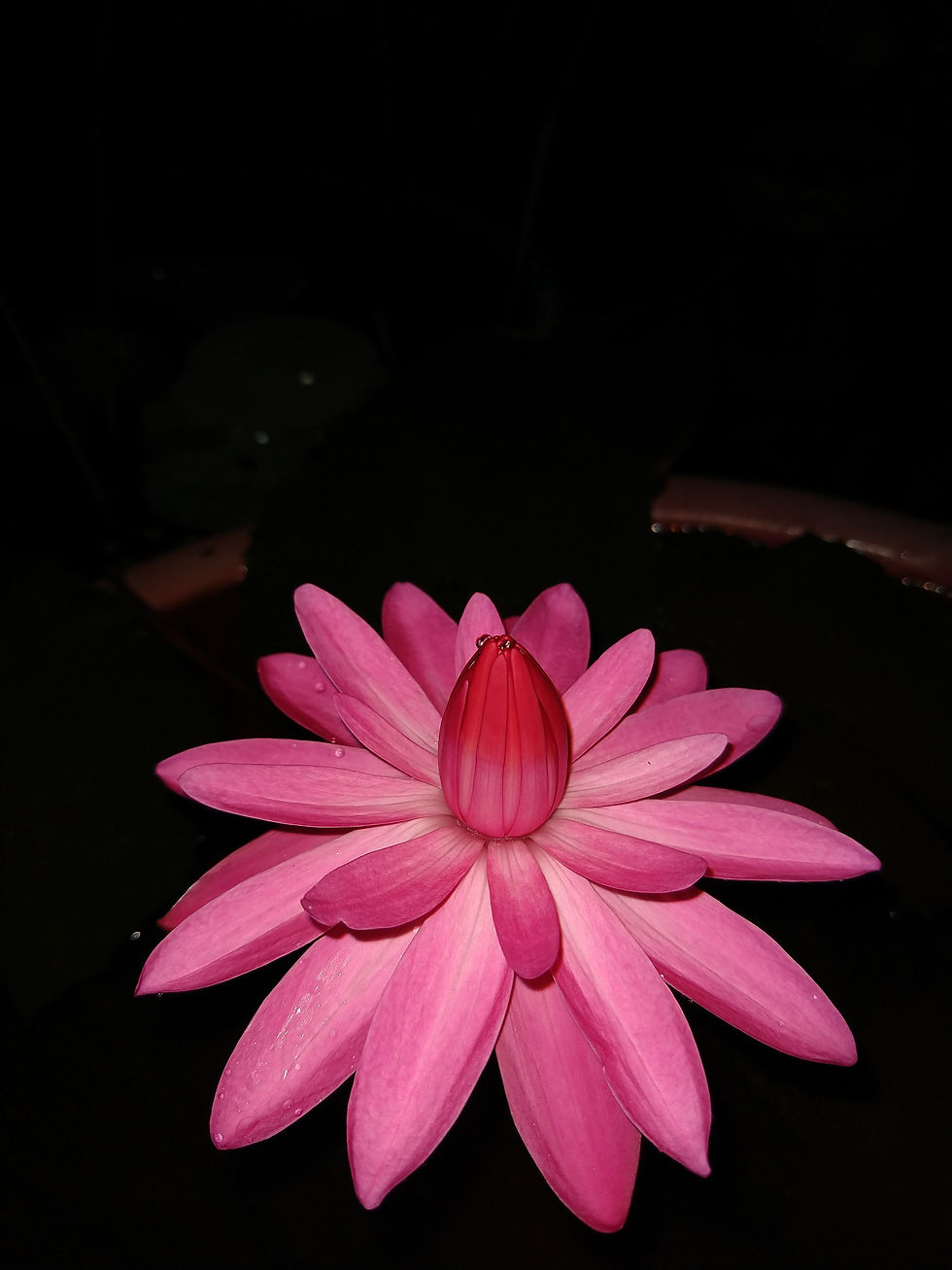 Thumbnail: Pond Clearance Offer - Night Bloomer