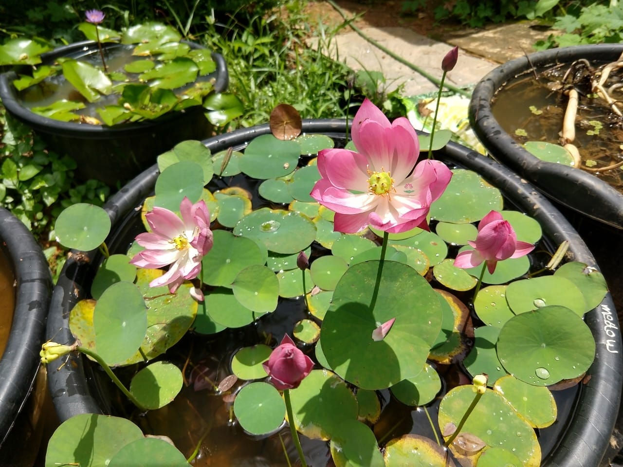 Pink Meadow Micro bowl lotus