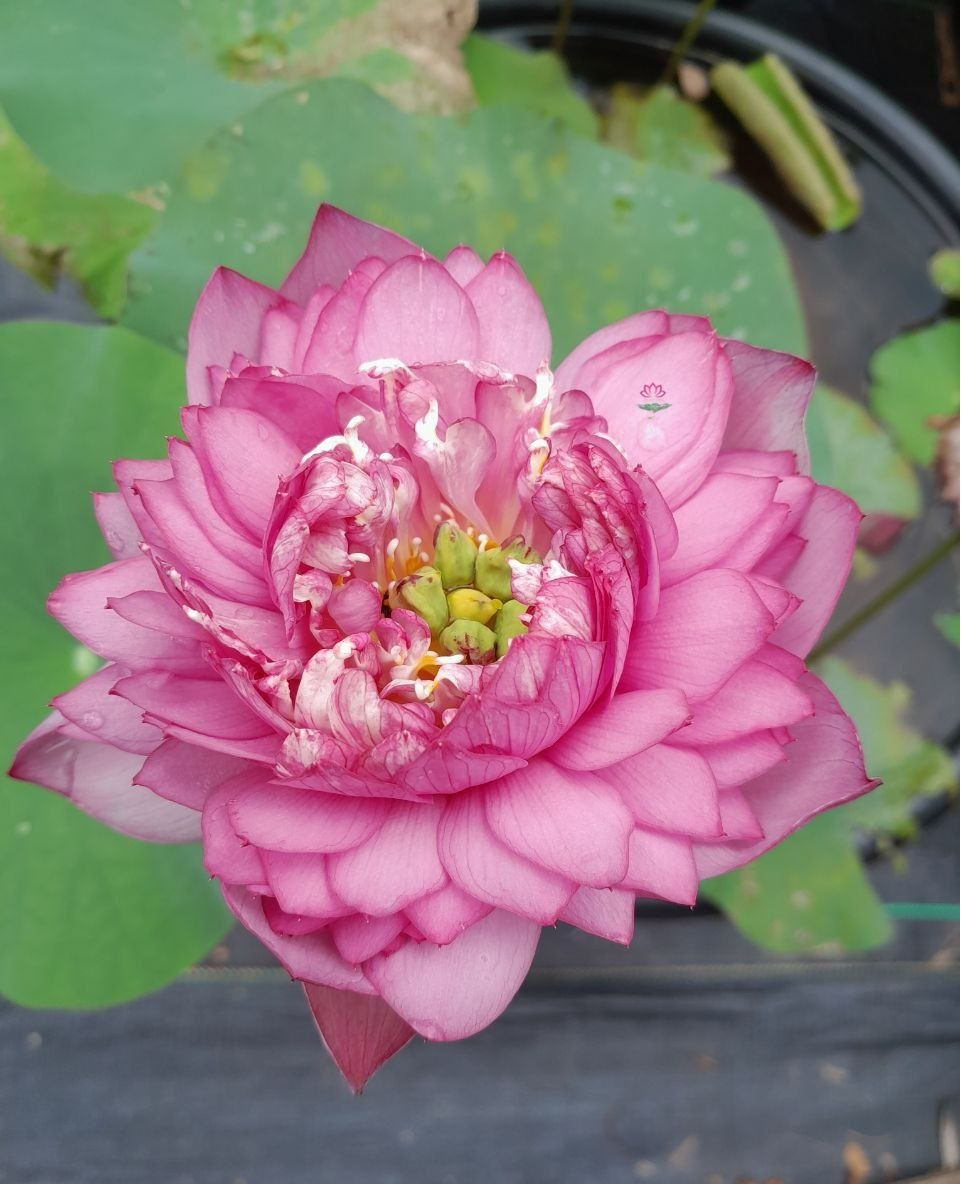 Thumbnail: lotus for sale