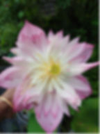 Red pear lotus flower