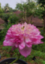 quick blooming lotus