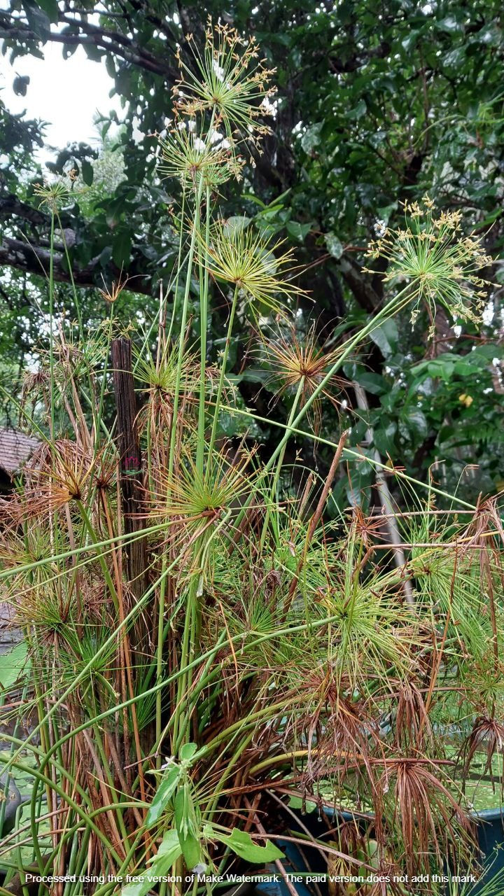 Thumbnail: decorative water plant