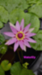 Pink Colorata