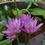 Thumbnail: Lavender waterlily
