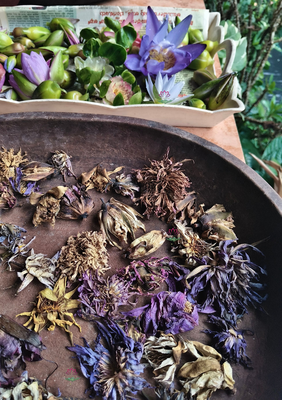 Dried waterlily flowers