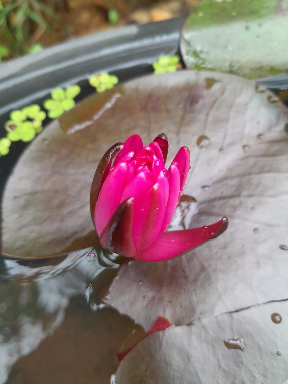 lin thai waterlily