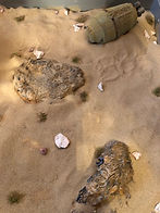 IMG_2646_edited.jpg
