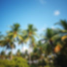 palm trees caribbean.jpg