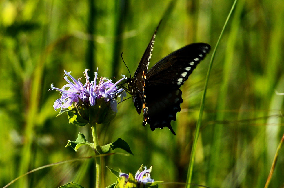 Butterfy