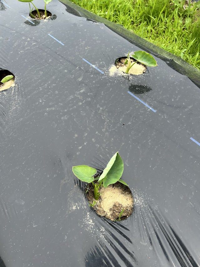 【3週間後】半分位の里芋が芽を出し、羽を広げ始めました。