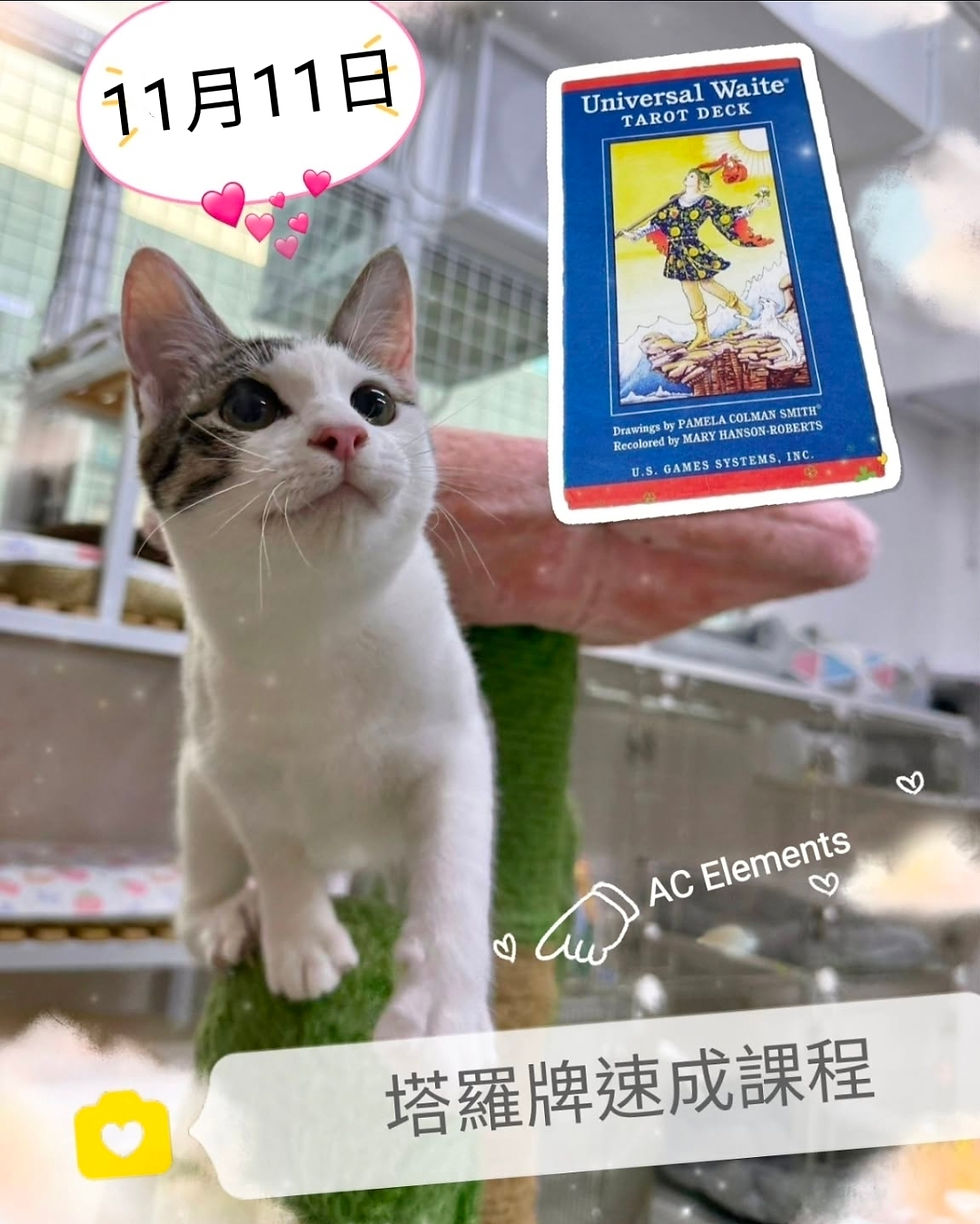 塔羅牌速成課程