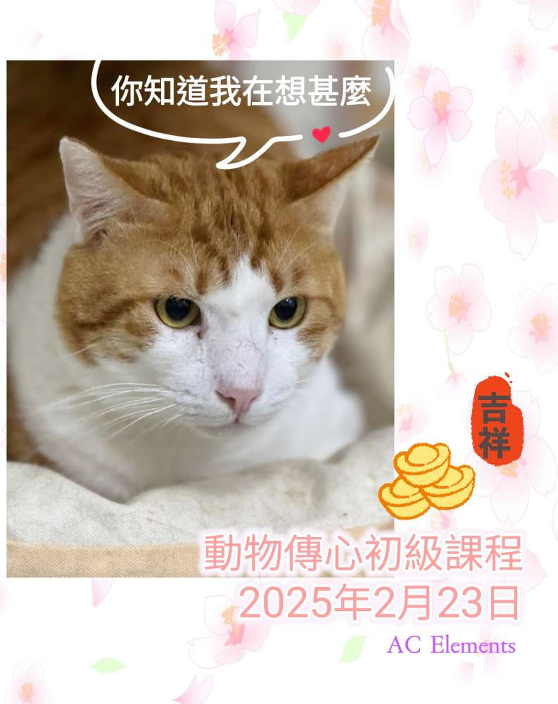 2025年2月23日動物傳心初級課程