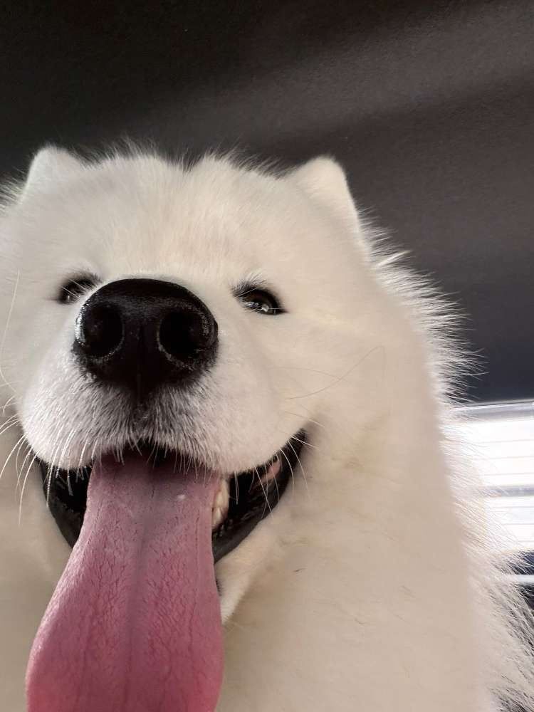 就係發生左不愉快事情囉🐶 動物傳心個案分享