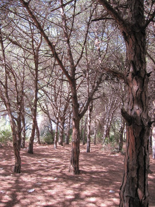 Cabopino, Marbella, España