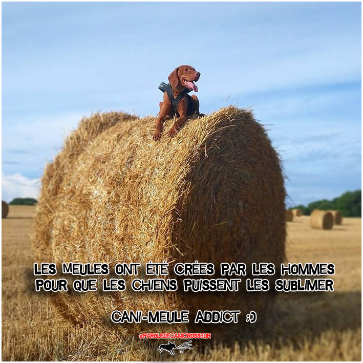 chien meule de foin addict