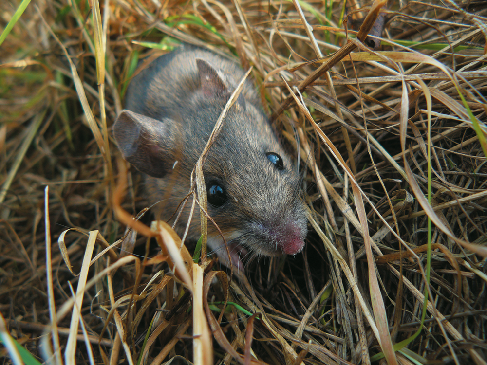 Small rodents (mice and voles) species diversity in Naliboki Forest
