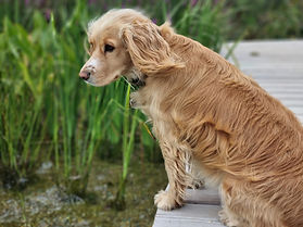Maisey Grand Designs dog Chichester.jpeg