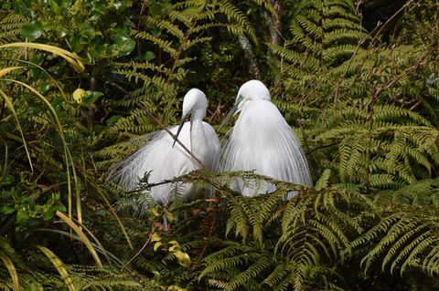 A Kōtuku or White Heron pair building their nest together at the Waitangiroto Nature Reserve, New Zealand's only White Heron nesting site.