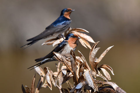 Warou, Welcome Swallows At The Viewing Hide