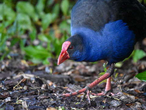 Pūkeko, Australasian Swamphen foraging in the Waitangiroto Nature Reserve.