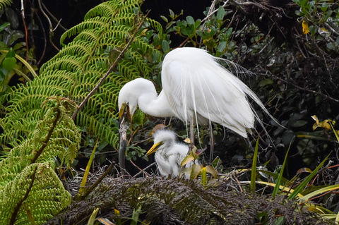 A White Heron feeds its young chick an eel at the nest, White Heron Sanctuary Tours, Whataroa, New Zealand