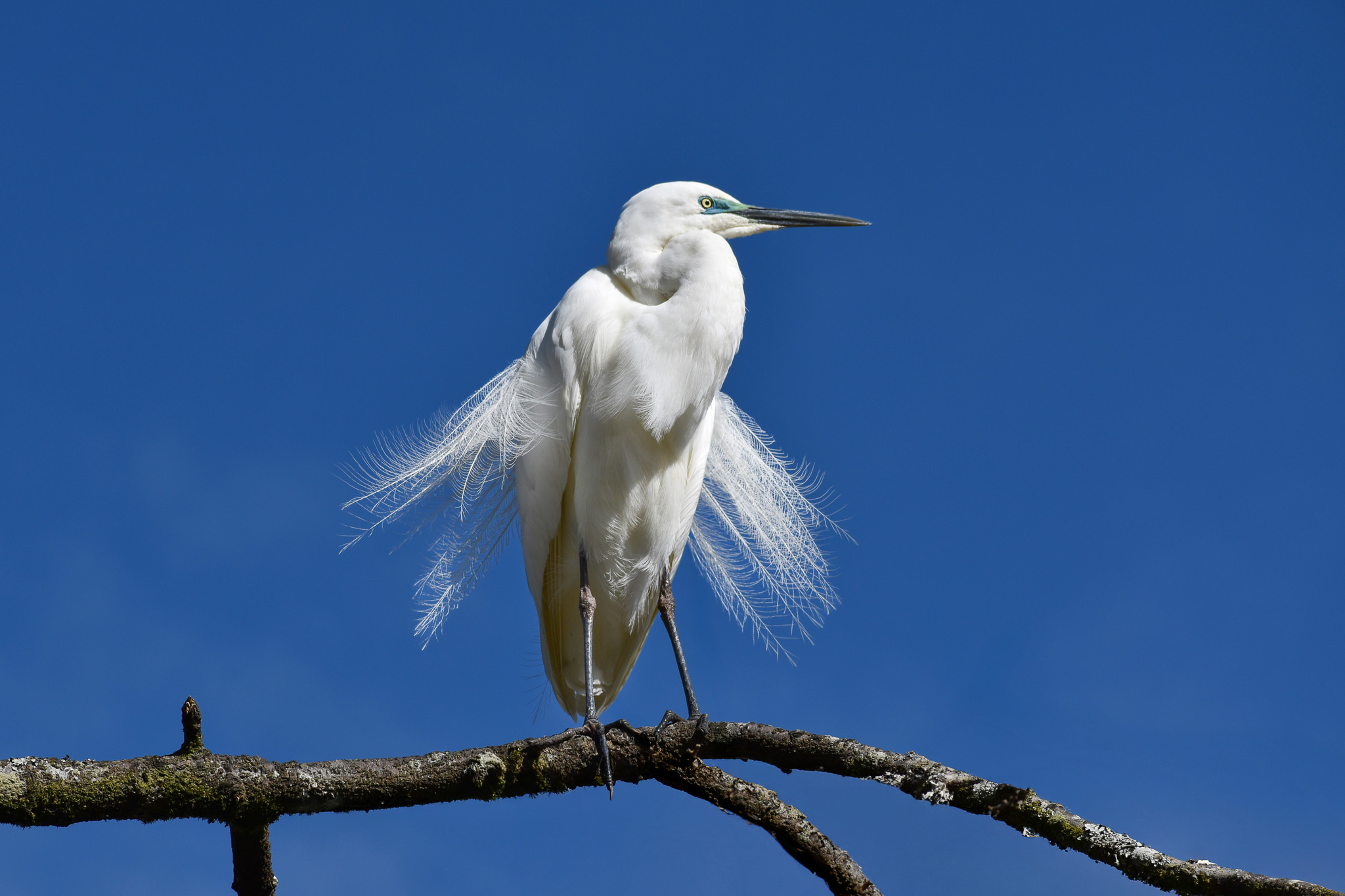 Writer: White Heron Sanctuary Tours