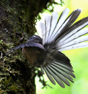 A Pīwakawaka, Fantails tail as it flushes a tree trunk.