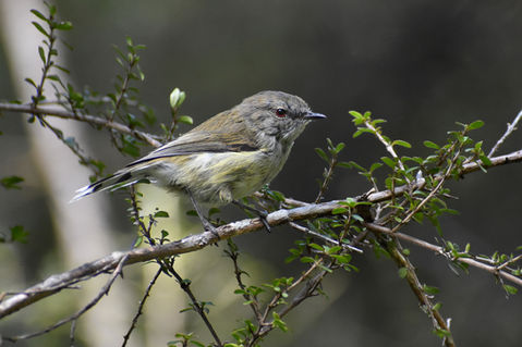 Riroriro, Grey Warbler