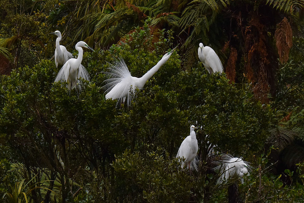 How to Visit New Zealand's Only White Heron (Kōtuku) Nesting Colony