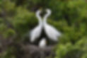 www.whiteherontours.co.nz