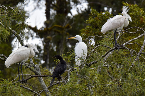 White Heron, Royal Spoonbills and Little Shag - Nesting Neighbours at the Sanctuary