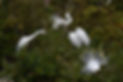 White Herons at their only New Zealand nesting site. White Heron Sanctuary Tours, Whataroa, South Island, New Zealand.