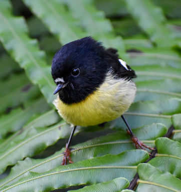 Ngirungiru, Male South Island Tomtit in the Waitangiroto Nature Reserve.