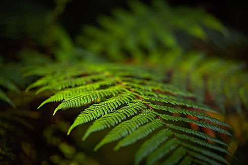 fern-background.jpg