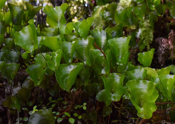 Hymenophyllum nephrophyllum, Kidney Fern on the Rainforest Nature Tour, Whataroa.