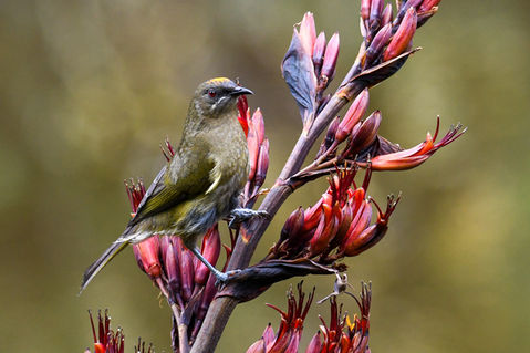 Female Bellbird feeding on flowering flax at the White Heron nesting site 