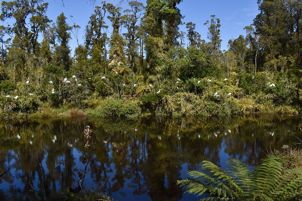 Early breeding season at New Zealand's sole White Heron nesting site in the Waitangiroto Nature Reserve, West Coast, South Island.