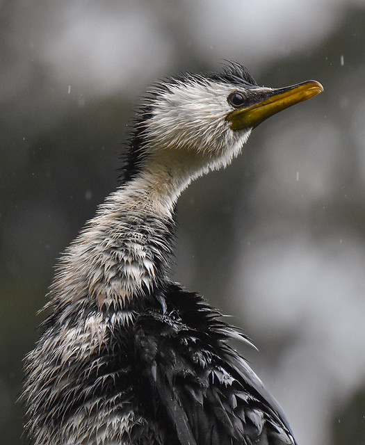 Little Shag in rain