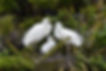 White Heron family at NZ's only White Heron nesting site in the Waitangiroto Nature Reserve near Whataroa, South Island, New Zealand.