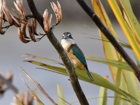 Kōtare, Sacred Kingfisher perched on flax head