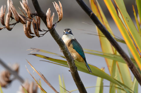 Kōtare, Sacred Kingfisher on flax