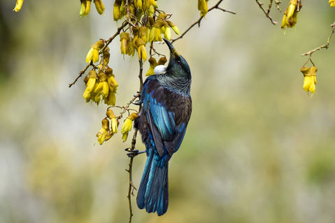 Tūī feeding on flowering Kōwhai at the White Heron nesting site