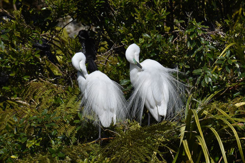 Two Kōtuku or White Herons with synchronised preening, White Heron Sanctuary Tours, Whataroa, NZ
