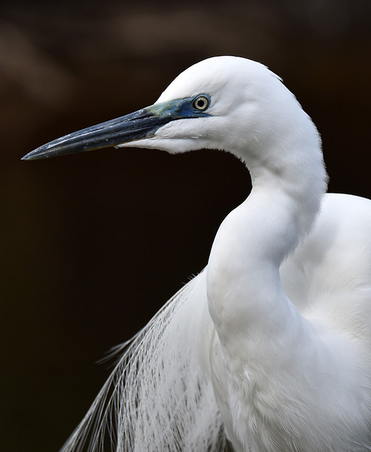 White Heron profile